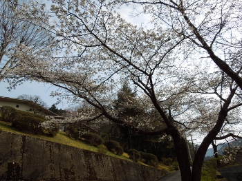 滝畑ダムの桜
